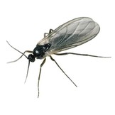 ROGIS ROOT PROTECTOR 250GR