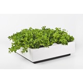 Karoo greenwall verticale tuin  wit