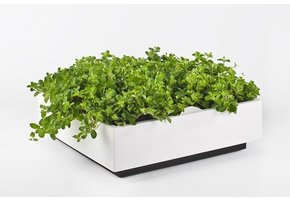 greenwall verticale tuin wit