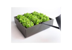 greenwall verticale tuin grijs