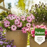 POKON TERRAS & BALKON PLANTEN VOEDING 500 ML