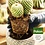 POKON  POKON CACTUS & VETPLANT VOEDING 250 ML