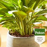 POKON GROENE PLANTEN VOEDING 500 ML