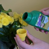 POKON BLOEIENDE PLANTEN VOEDING 500 ML