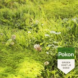 POKON MOS EN ONKRUID WEG! (3-IN-1) 2750 GRAM 50M²