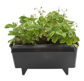 BATO AARDBEIENBAK 11 LITER 40.2 X 32.3 X 22.6 CM