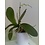 GROWTH TECHNOLOGY GROWTH TECHNOLOGY  ORCHID FOCUS GROW 1 LITER