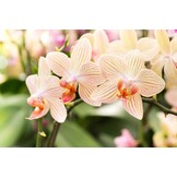 GROWTH TECHNOLOGY ORCHID FOCUS GROW 300 ML