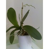 GROWTH TECHNOLOGY ORCHID FOCUS GROW 100 ML