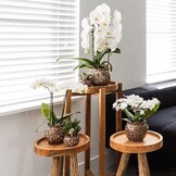 Kolibri Home  Safari pot  9 cm