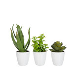 J-LINE CRASSULA/ALOE VERA/LOTUS + POT GREEN SMALL – SET VAN 3