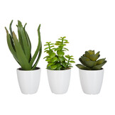 J-LINE CRASSULA/ALOE VERA/LOTUS + POT GREEN SMALL – SET VAN 3