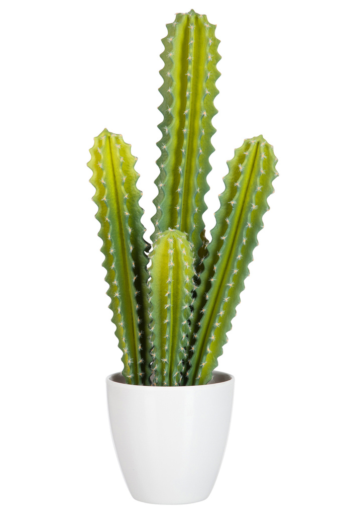 J-LINE CACTUS 5 DELEN GROEN