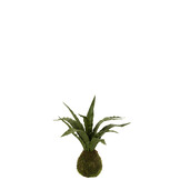 J-LINE SNAKE PLANT BALL SOIL PLASTIC GROEN