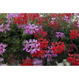 GROWTH TECHNOLOGY GERANIUM FOCUS – 300 ML