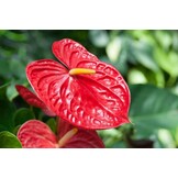 GROWTH TECHNOLOGY HOUSEPLANT FOCUS REPOTTING MIX - 2 LITER