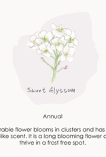 Weird Watercolours Sweet Alyssum