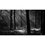 Mysterieus bos