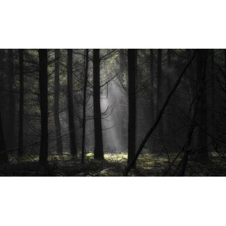 Lichtval in bos