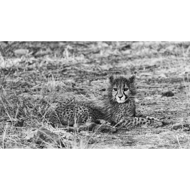Cheetah in het wild