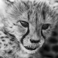 Kleine Cheetah