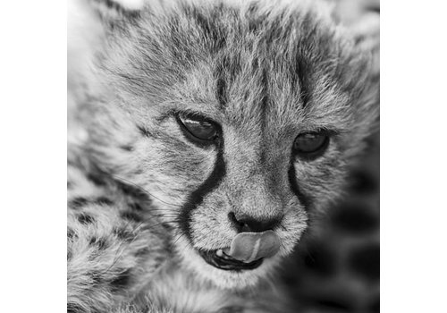 Kleine Cheetah