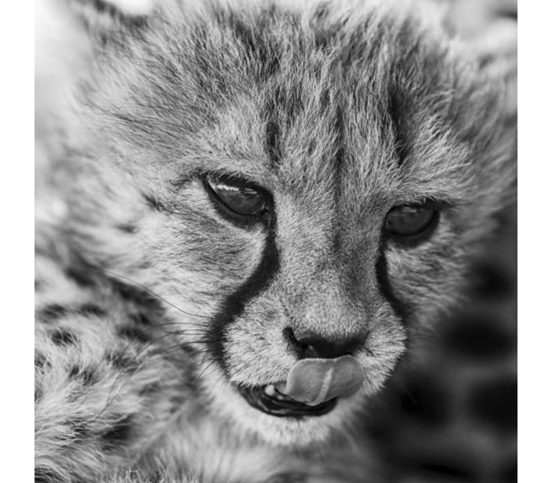 Kleine Cheetah