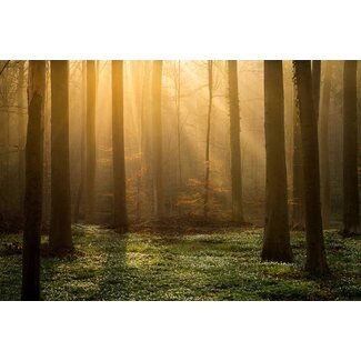 Enchanted Forest