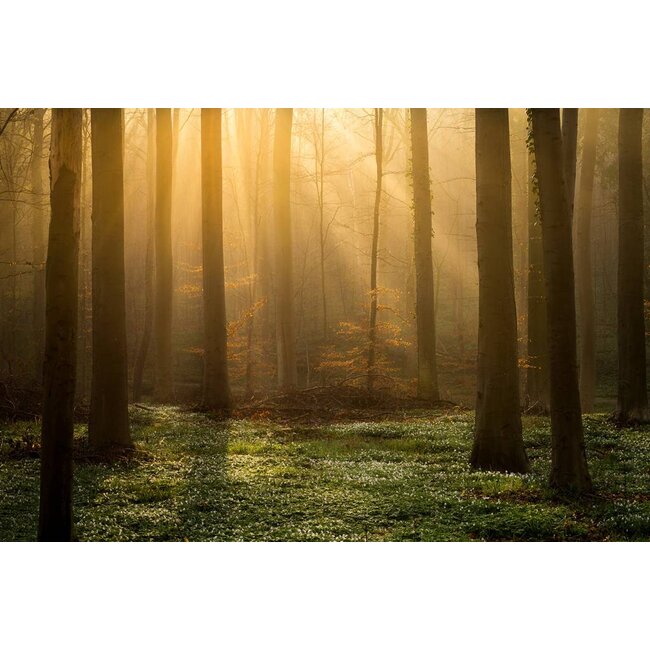 Enchanted Forest