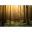 Enchanted Forest