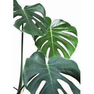 Green leaves 50x70
