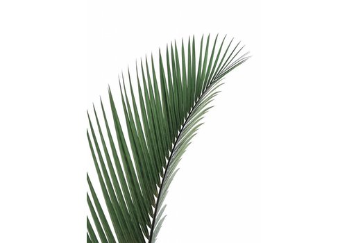Palm Leave 30x40