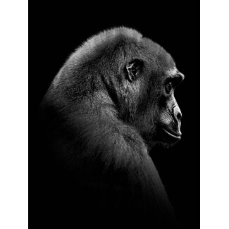 Gorilla 30x40
