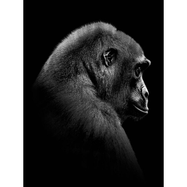 Gorilla 30x40