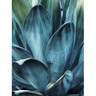 Cactus 50x70