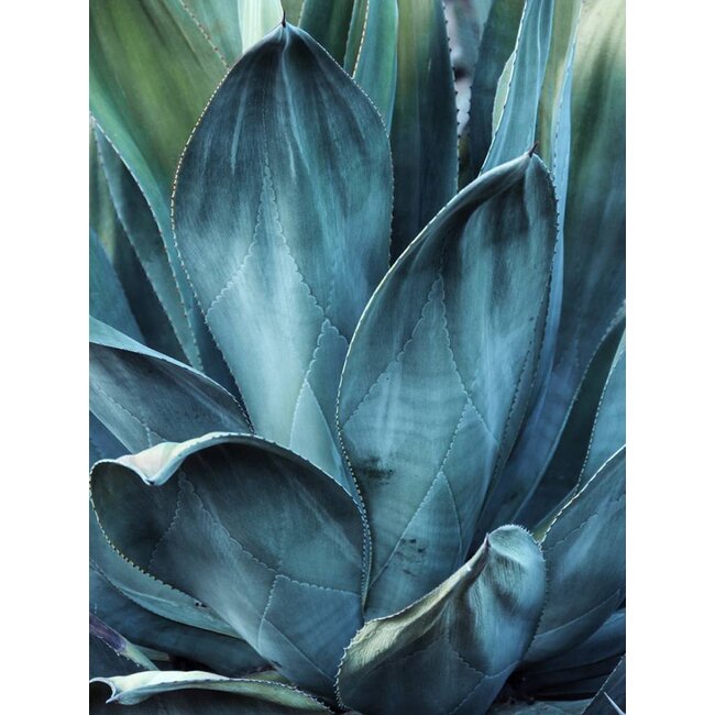Cactus 50x70