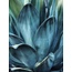 Cactus 50x70