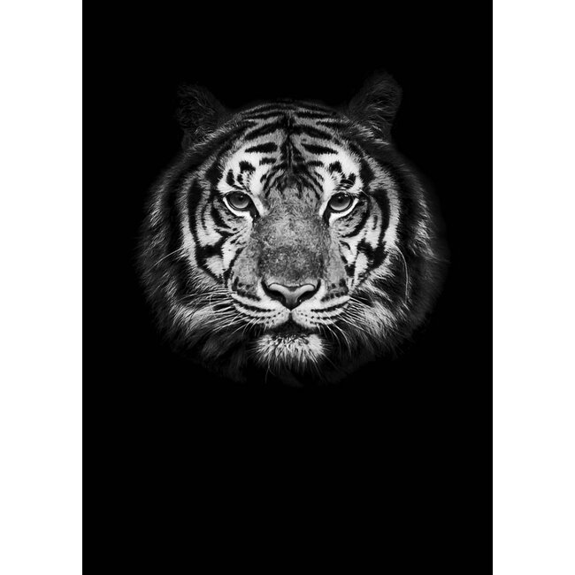 Tijger zwart30x40