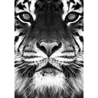 Tijger