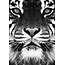 Tijger
