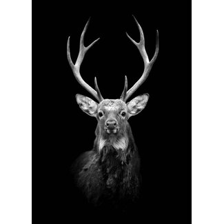 Black deer