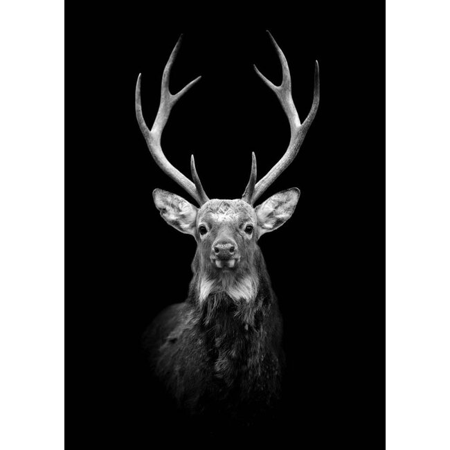 Black deer