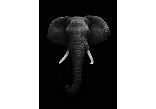 Black elephant