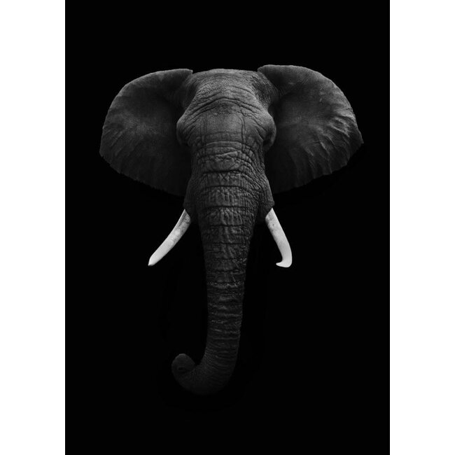 Black elephant