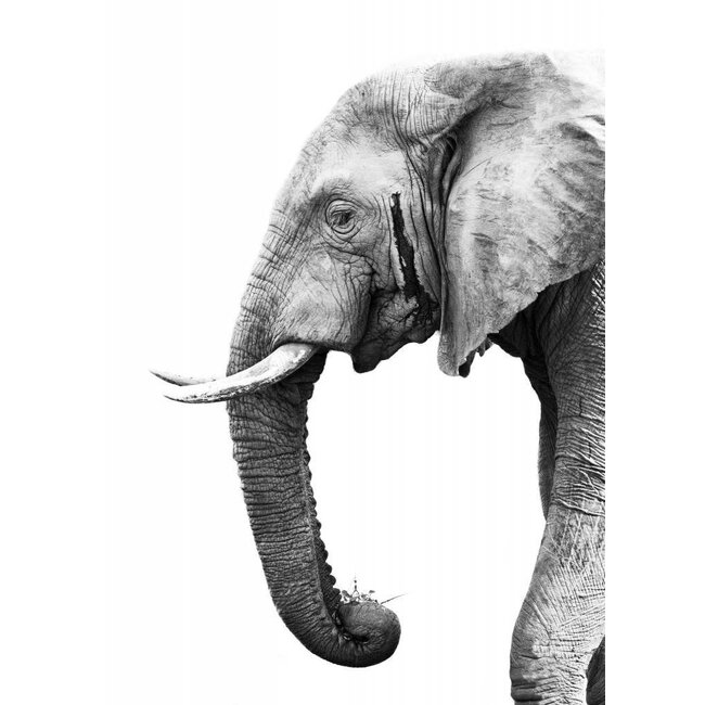Olifant