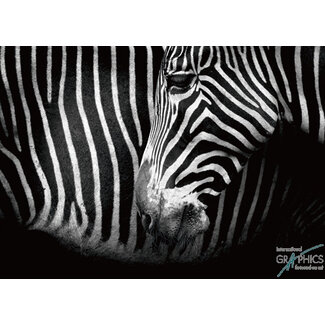 Marina Cano - Closer