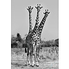Xavier Ortega - Giraffes Three