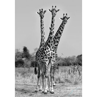 Xavier Ortega - Giraffes Three