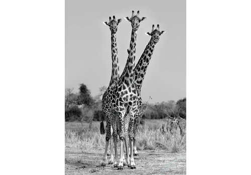 Xavier Ortega - Giraffes Three