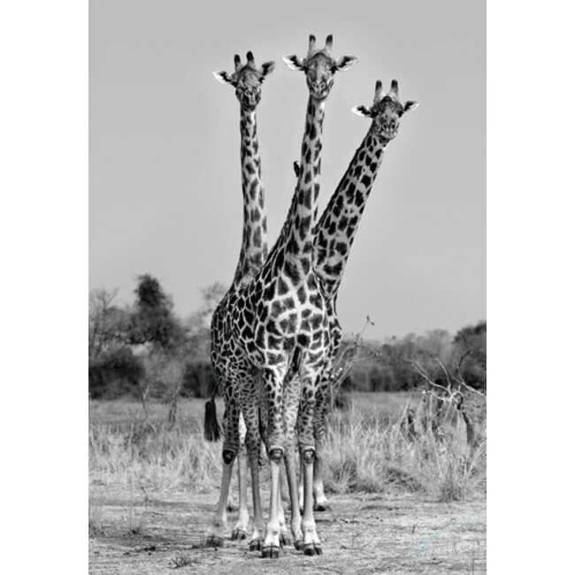 Xavier Ortega - Giraffes Three